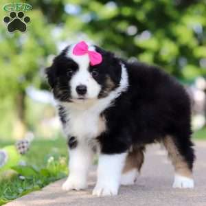 Cisco, Miniature Australian Shepherd Puppy